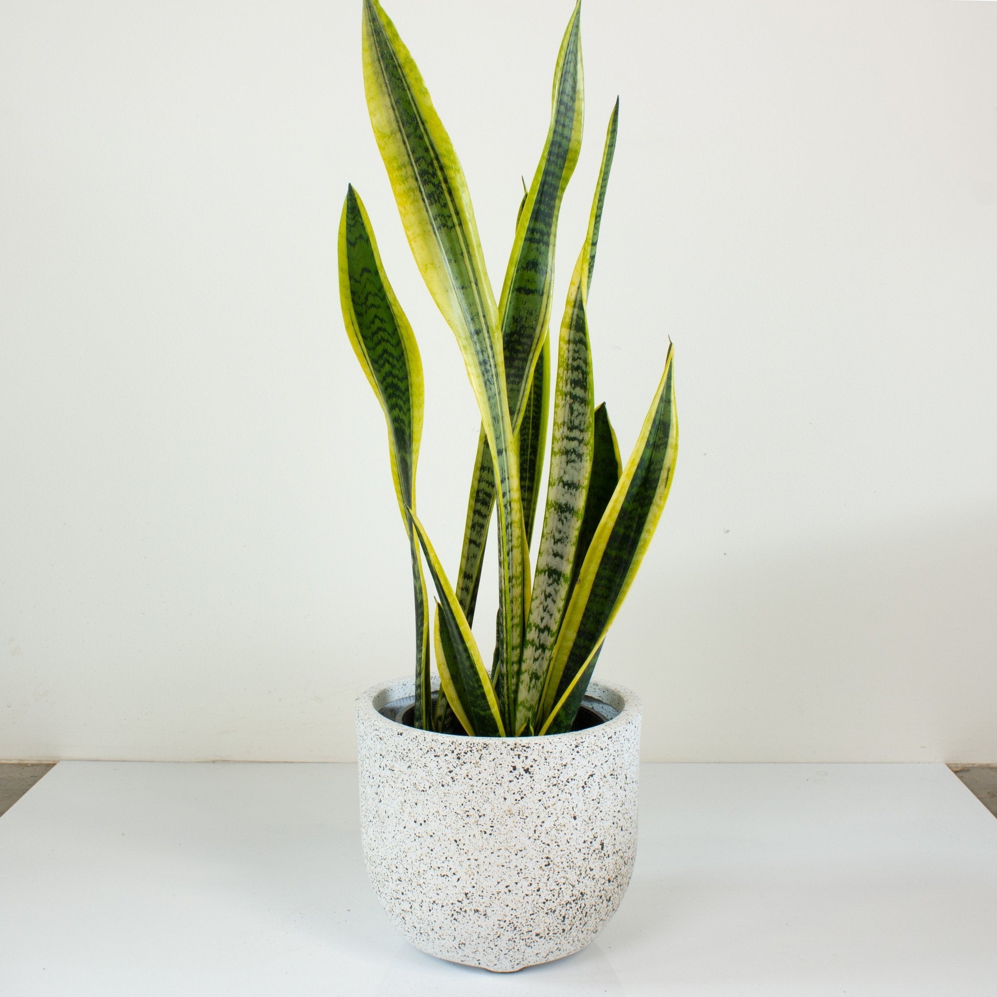 real name for snake plant Sansevieria Laurentii 'Snake Plant' 20cm pot – My Jungle Home