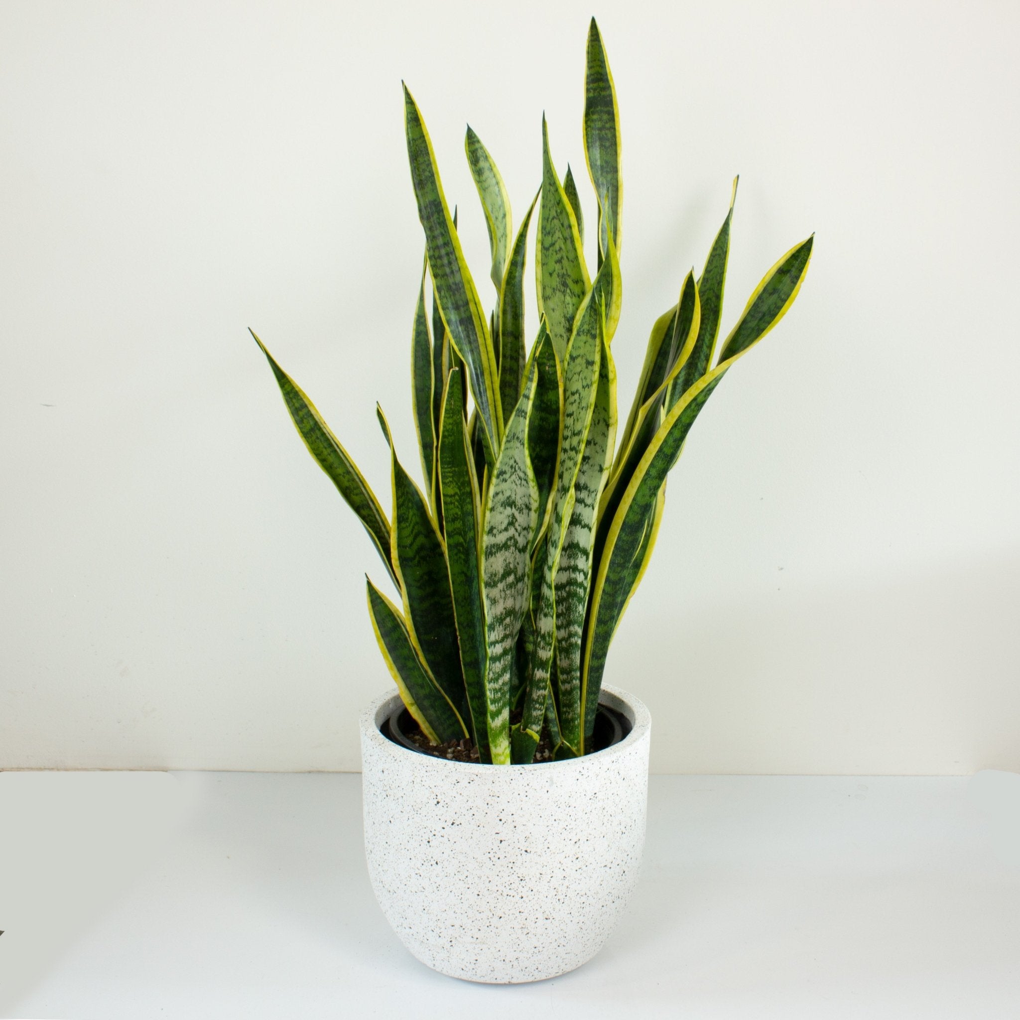 buy snake plant australia Sansevieria Laurentii 'Snake Plant' 25cm pot – My Jungle Home