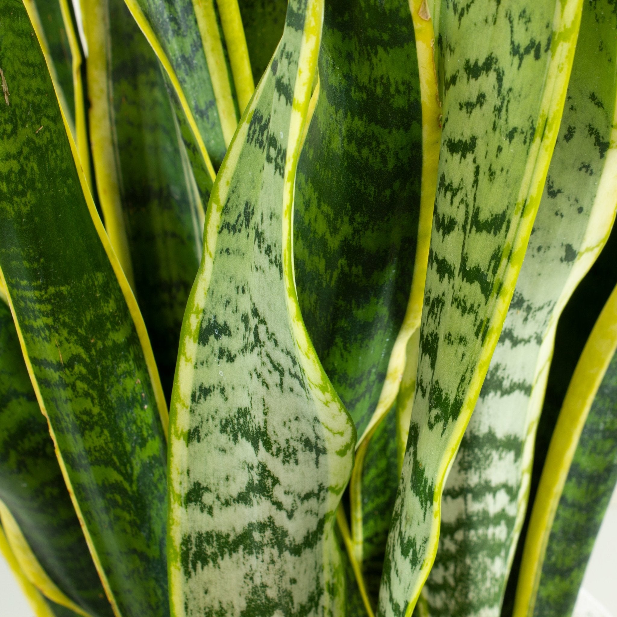 Sansevieria Laurentii 'Snake Plant' 25cm pot – My Jungle Home