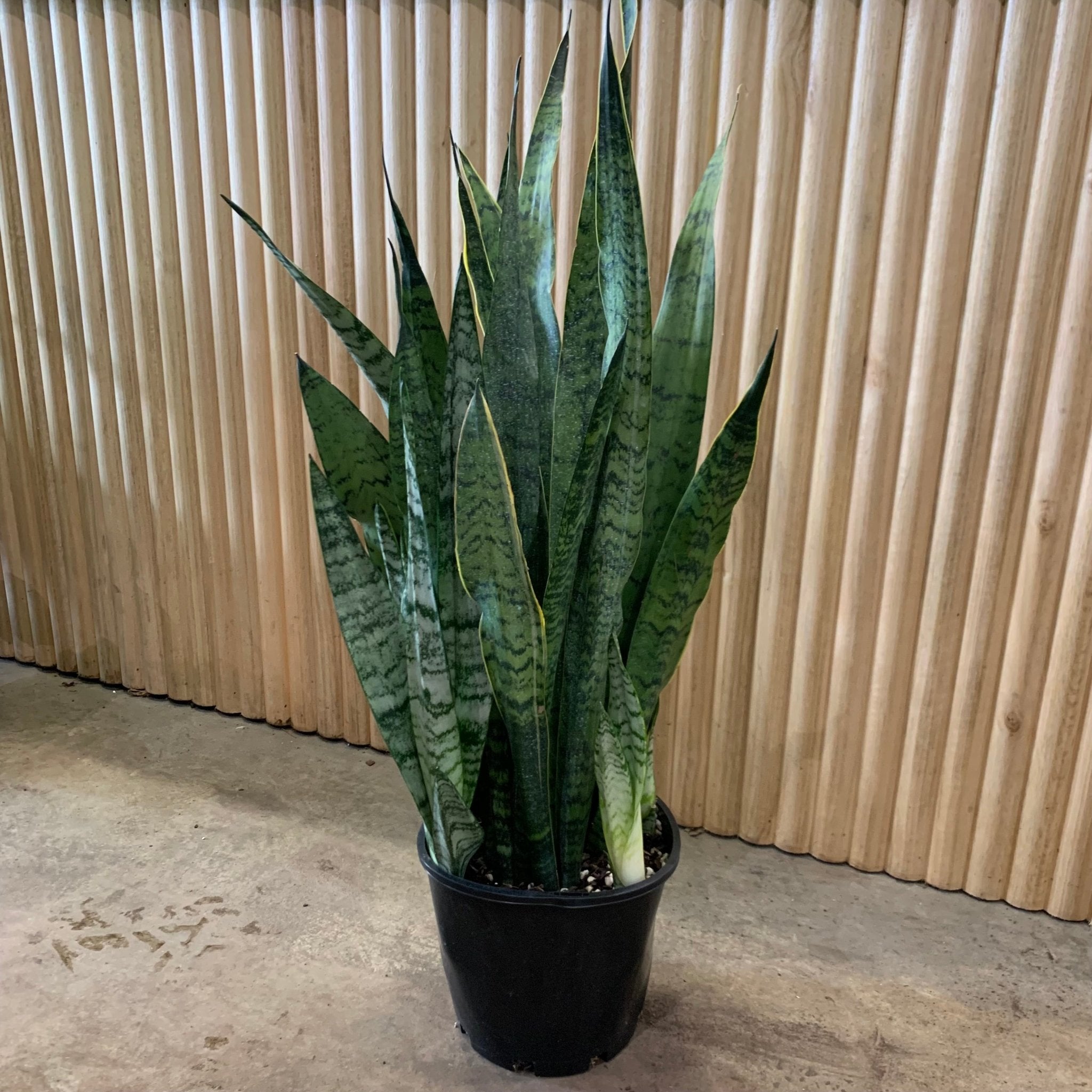 lifespan of a snake plant Sansevieria Zeylanica 'Snake Plant' 20cm pot – My Jungle Home