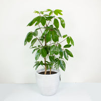 Schefflera Amate 'Umbrella Plant' 25cm pot (100+cm tall) |My Jungle Home|