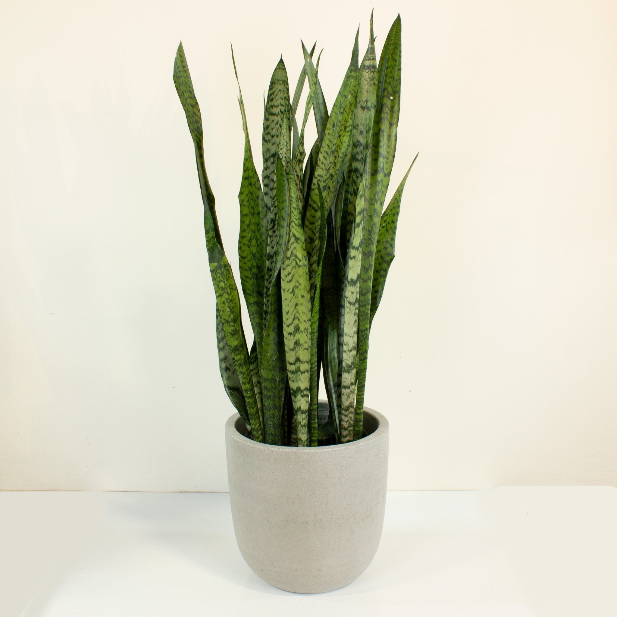 sansevieria zeylanica in pot Buy Snake Plant 'Sansevieria Zeylanica' 30cm Pot