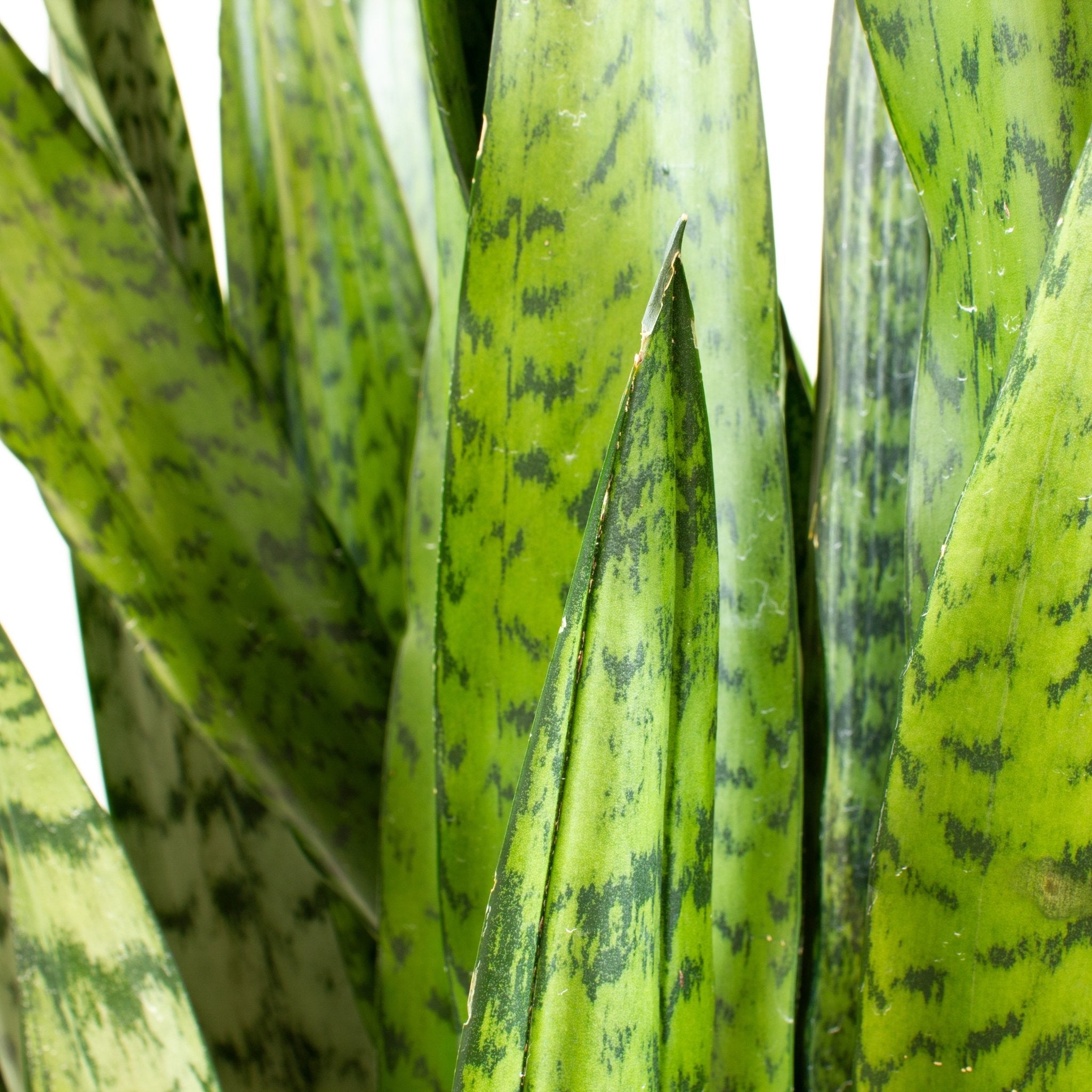 sansevieria zeylanica fan Buy Snake Plant 'Sansevieria Zeylanica' 30cm Pot