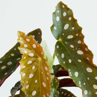 Spotted Begonia ‘Maculata’ 12 cm pot |My Jungle Home|