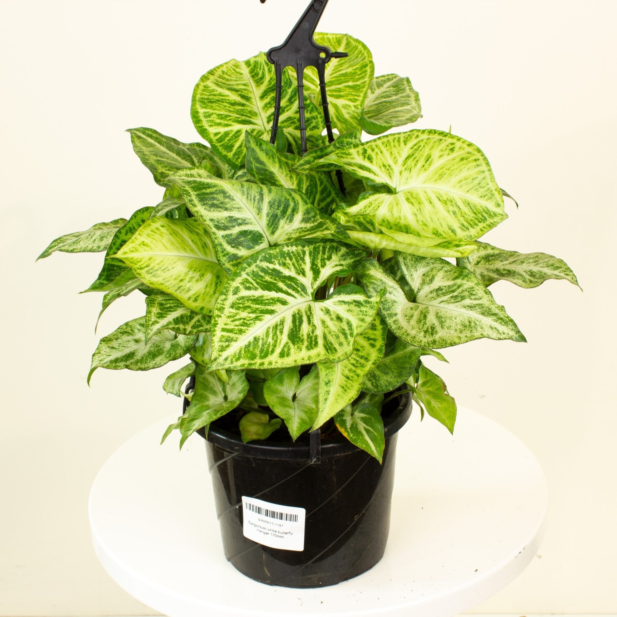 syngonium hanging plant Buy Syngonium White Butterfly Hanging Basket 17.5cm pot| My Jungle Home