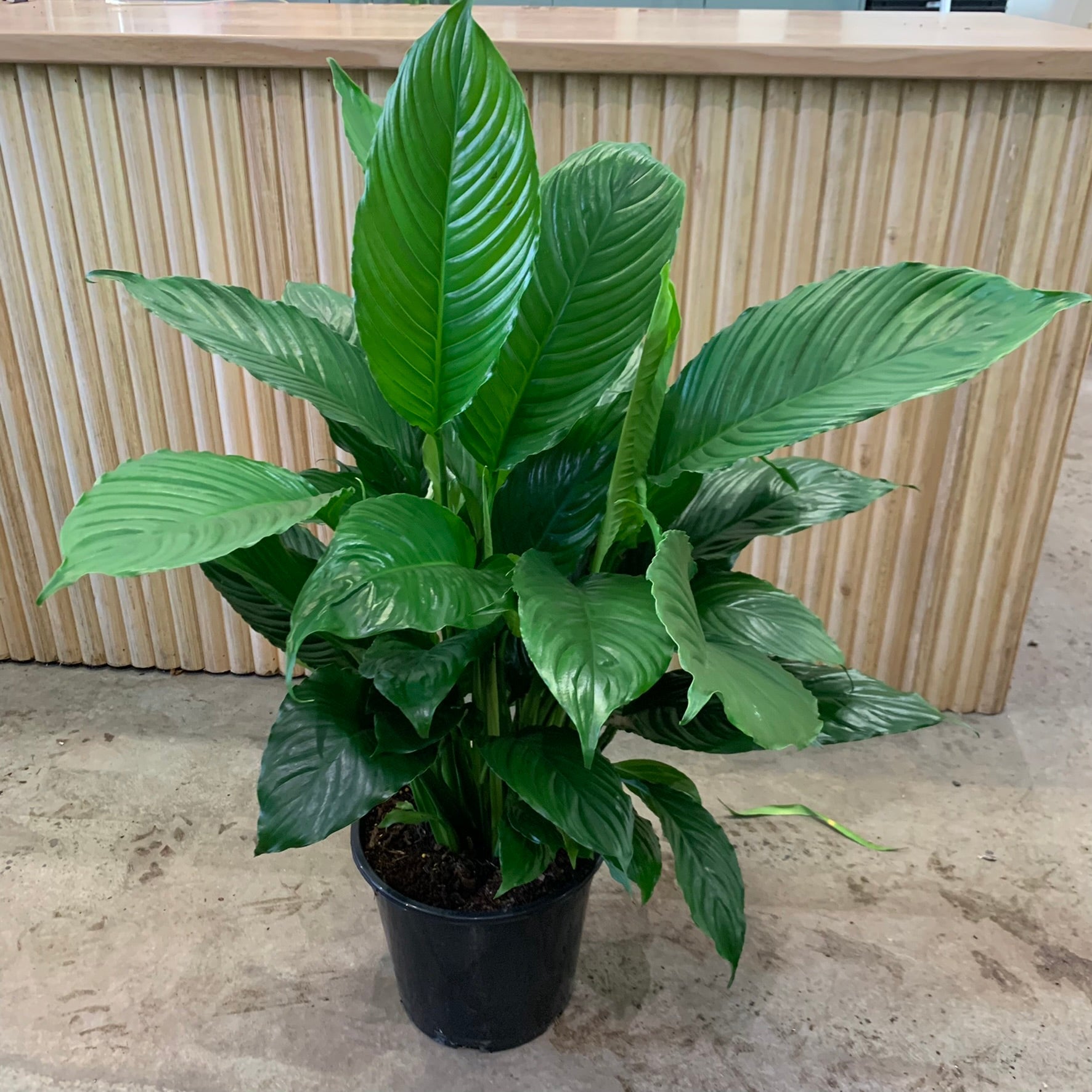 peace lily huge Buy Peace Lily Spathiphyllum 25cm, Indoor Plant
