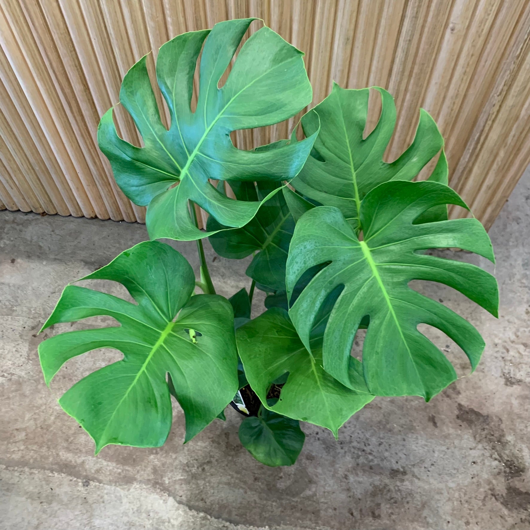 monstera deliciosa buy melbourne Buy Monstera Deliciosa Indoor Plant 20cm Pot