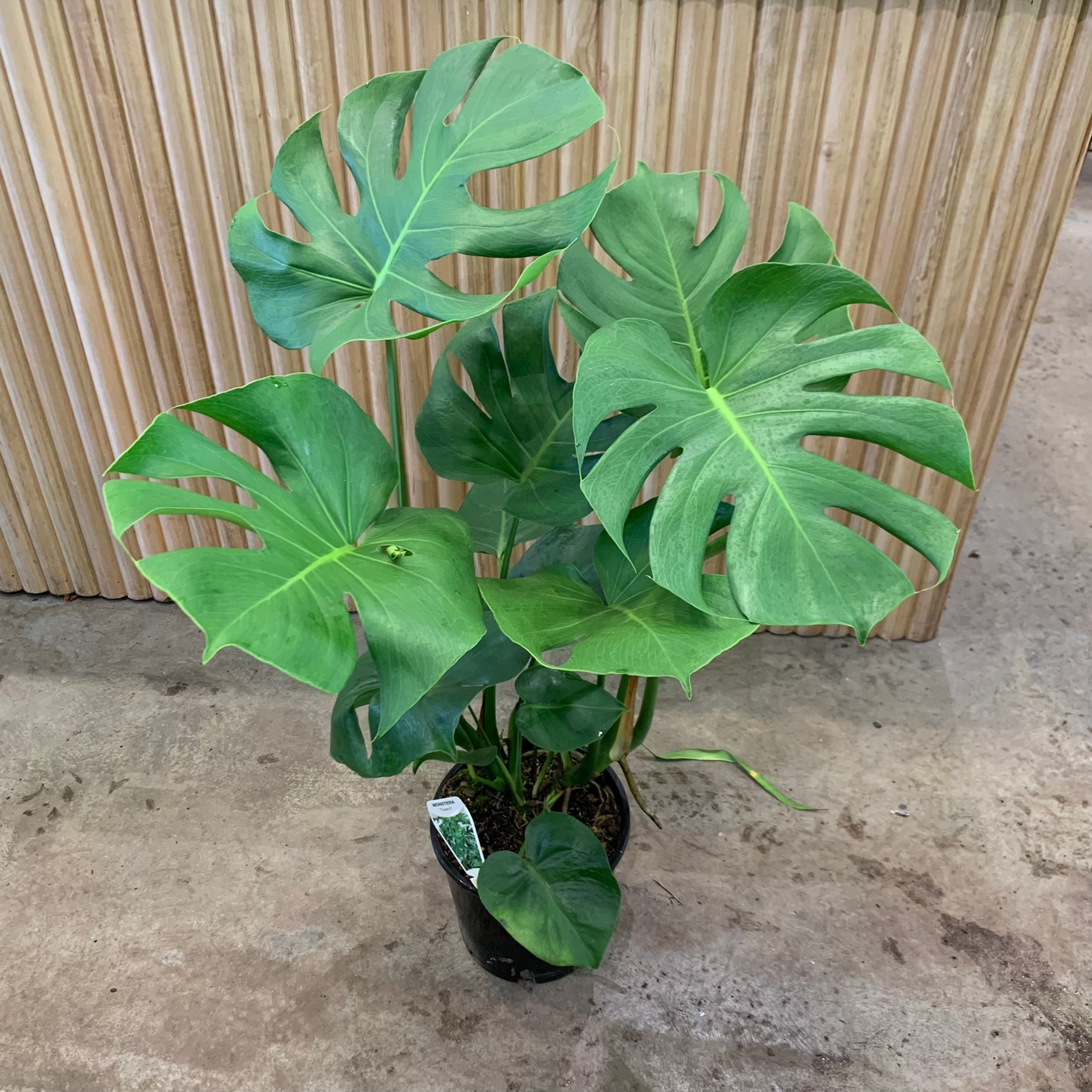 Buy Monstera Deliciosa Indoor Plant 20cm Pot