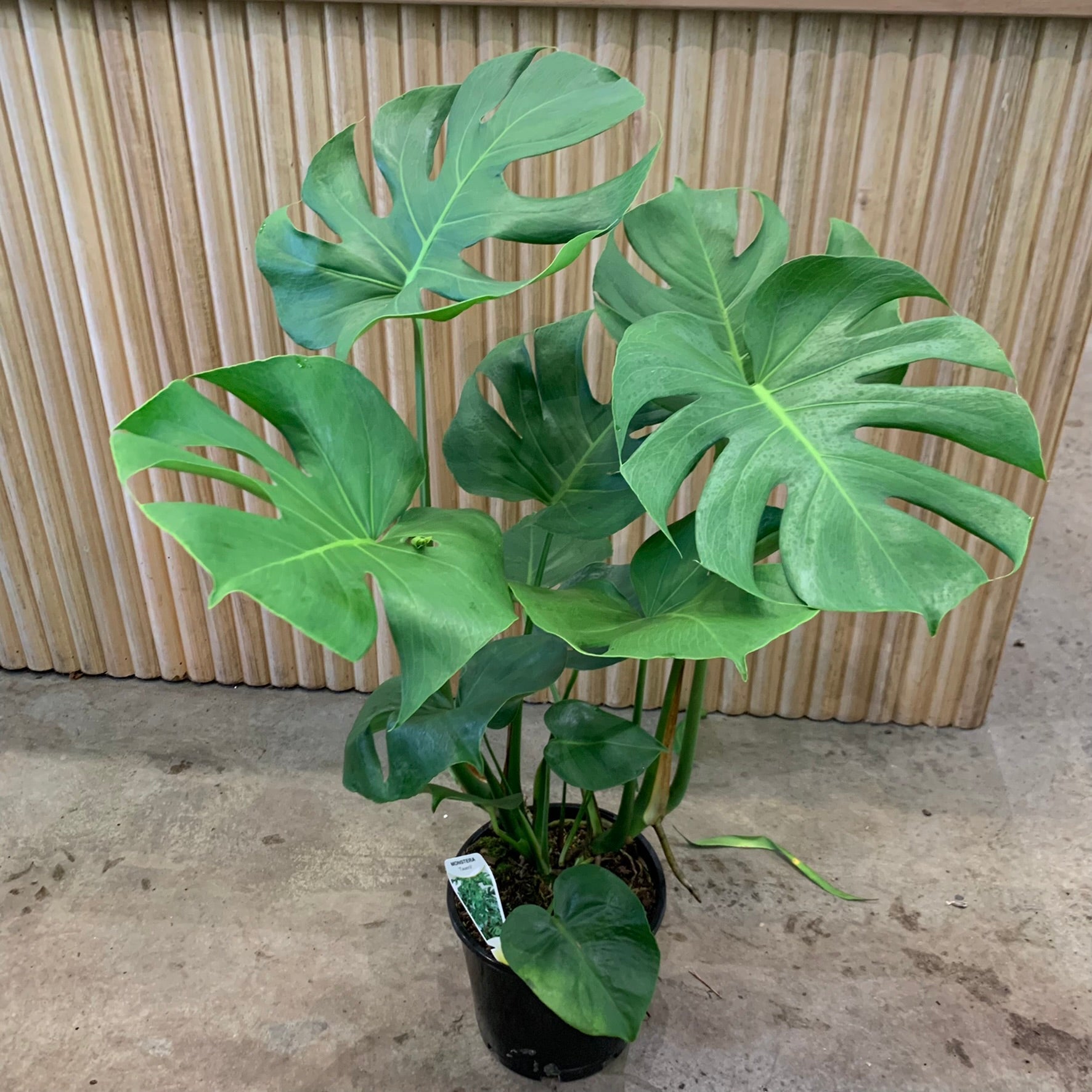 buy monstera deliciosa plant Buy Monstera Deliciosa Indoor Plant 20cm Pot