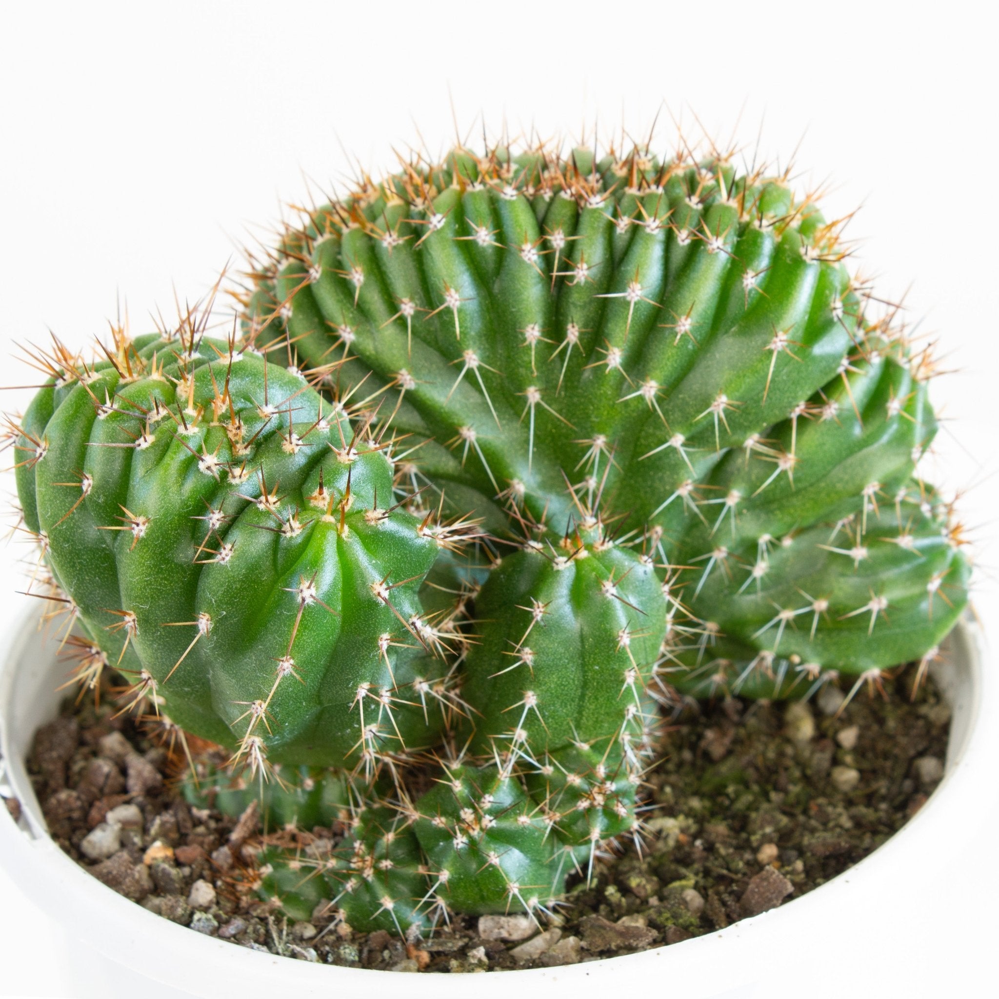 Buy Trichocereus Peruvianus 'Twister' Cactus 13cm pot | My