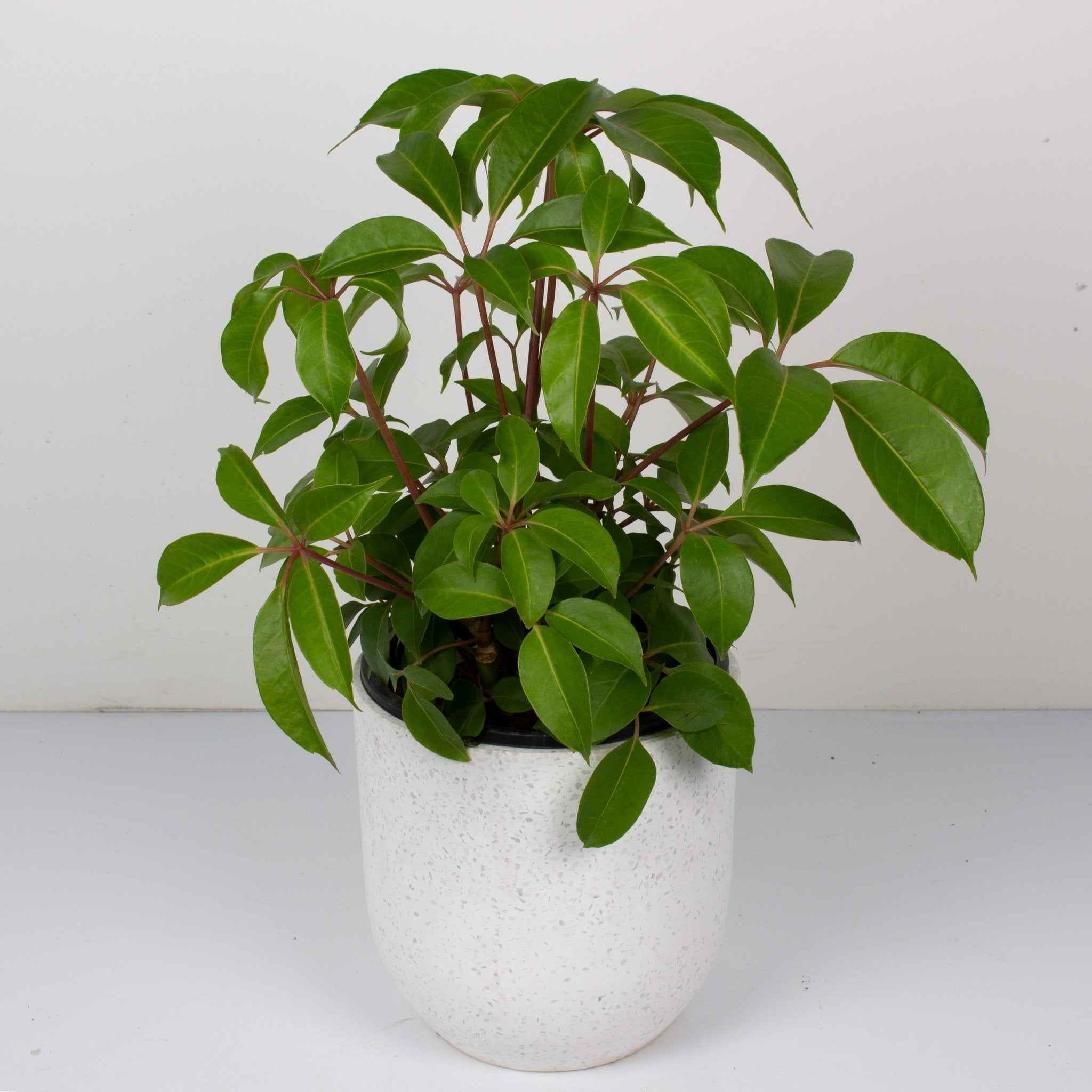 Buy Tupidanthus Calyptrus 'Umbrella' Indoor Plant 20cm Pot My Jungle Home