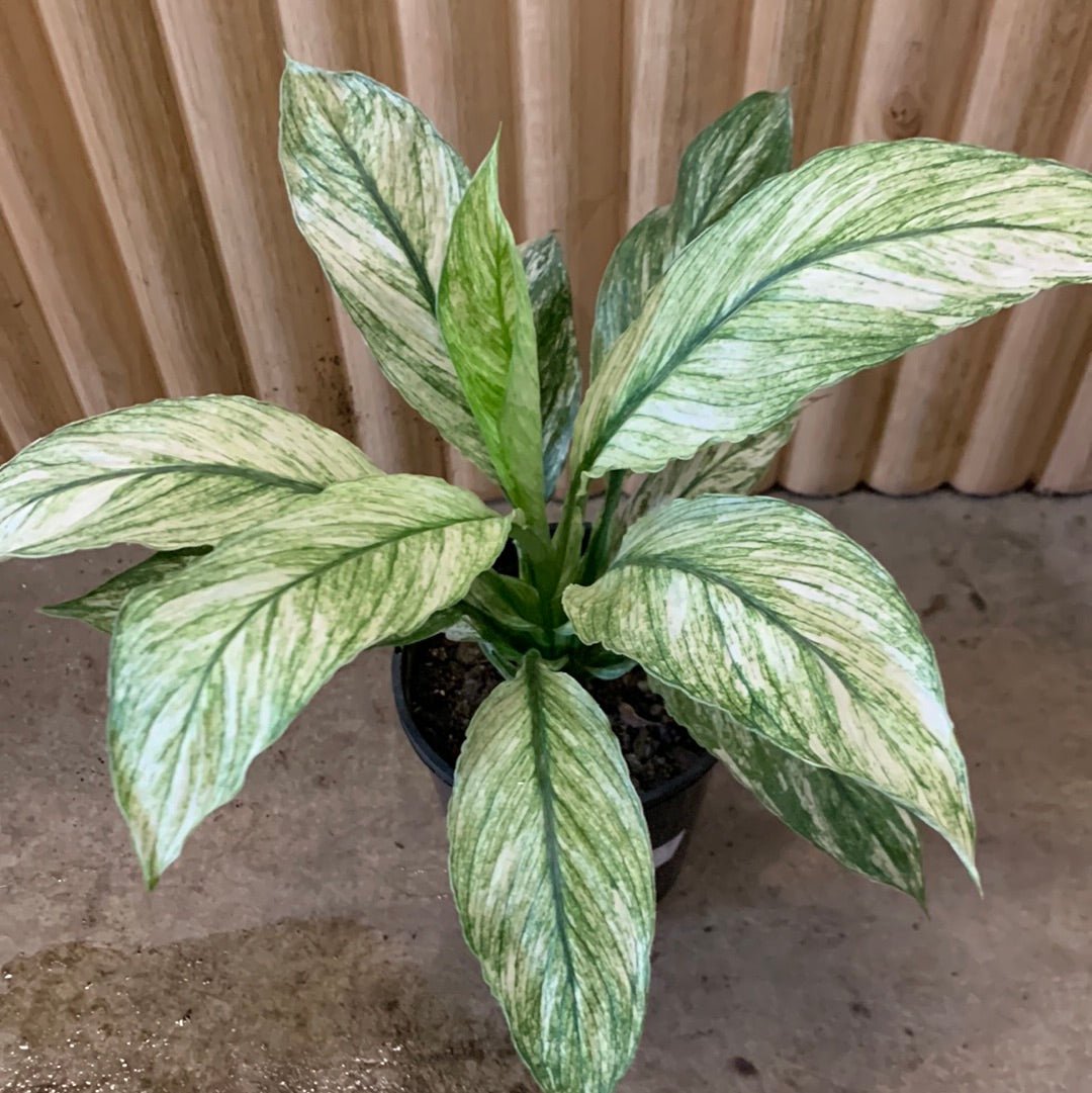 white sensation peace lily Buy Varigated Peace Lily Sensation 12.5cm pot, Indoor Plant