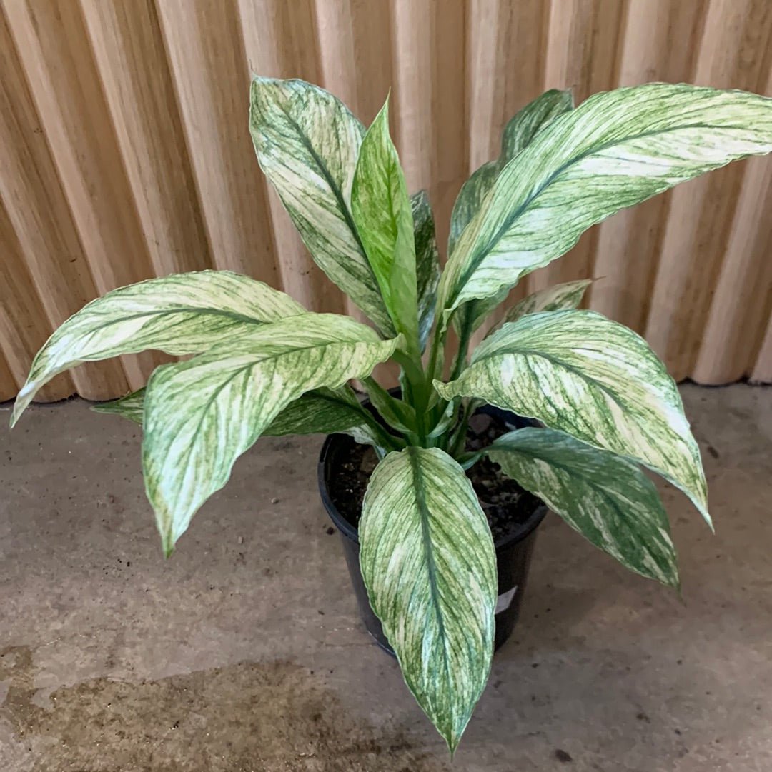 peace lily sensation Buy Varigated Peace Lily Sensation 12.5cm pot, Indoor Plant