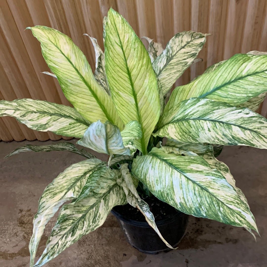 Buy Varigated Peace Lily Sensation 20cm pot, Indoor Plant