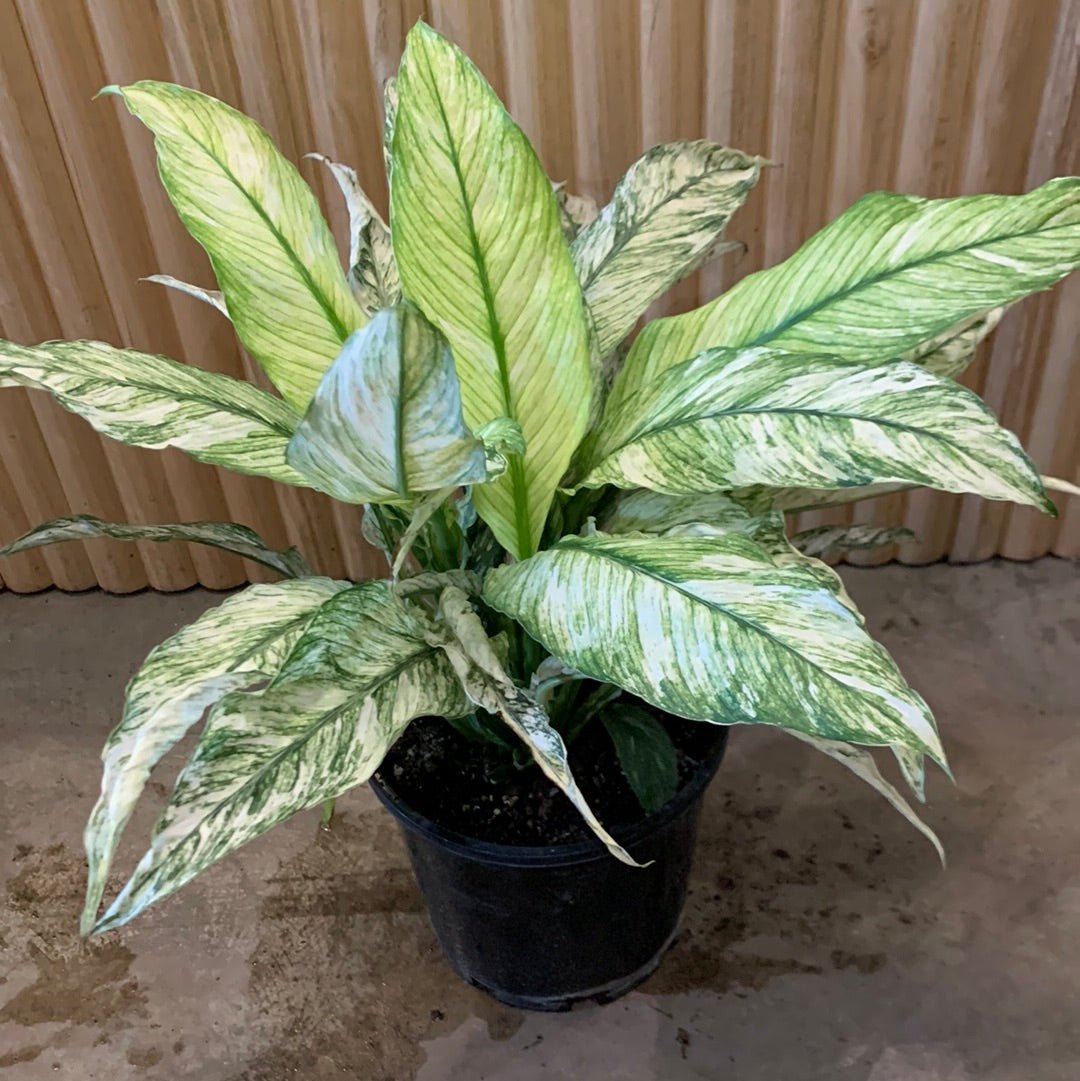 variegated sensation peace lily Buy Varigated Peace Lily Sensation 20cm pot, Indoor Plant
