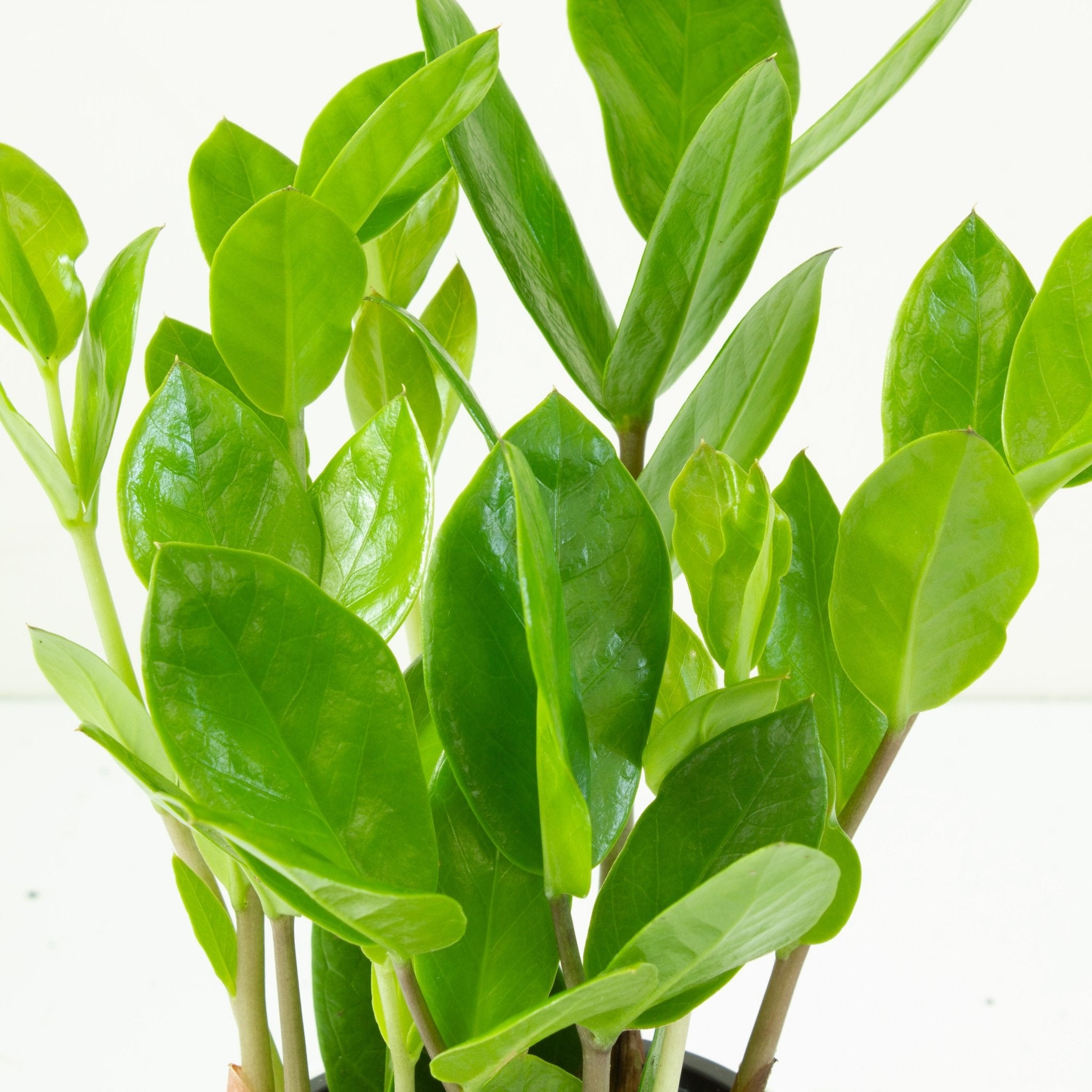 buy zz plant australia Buy ZZ 'Zamioculcus Zamiifolia' Indoor Plant 9cm Pot
