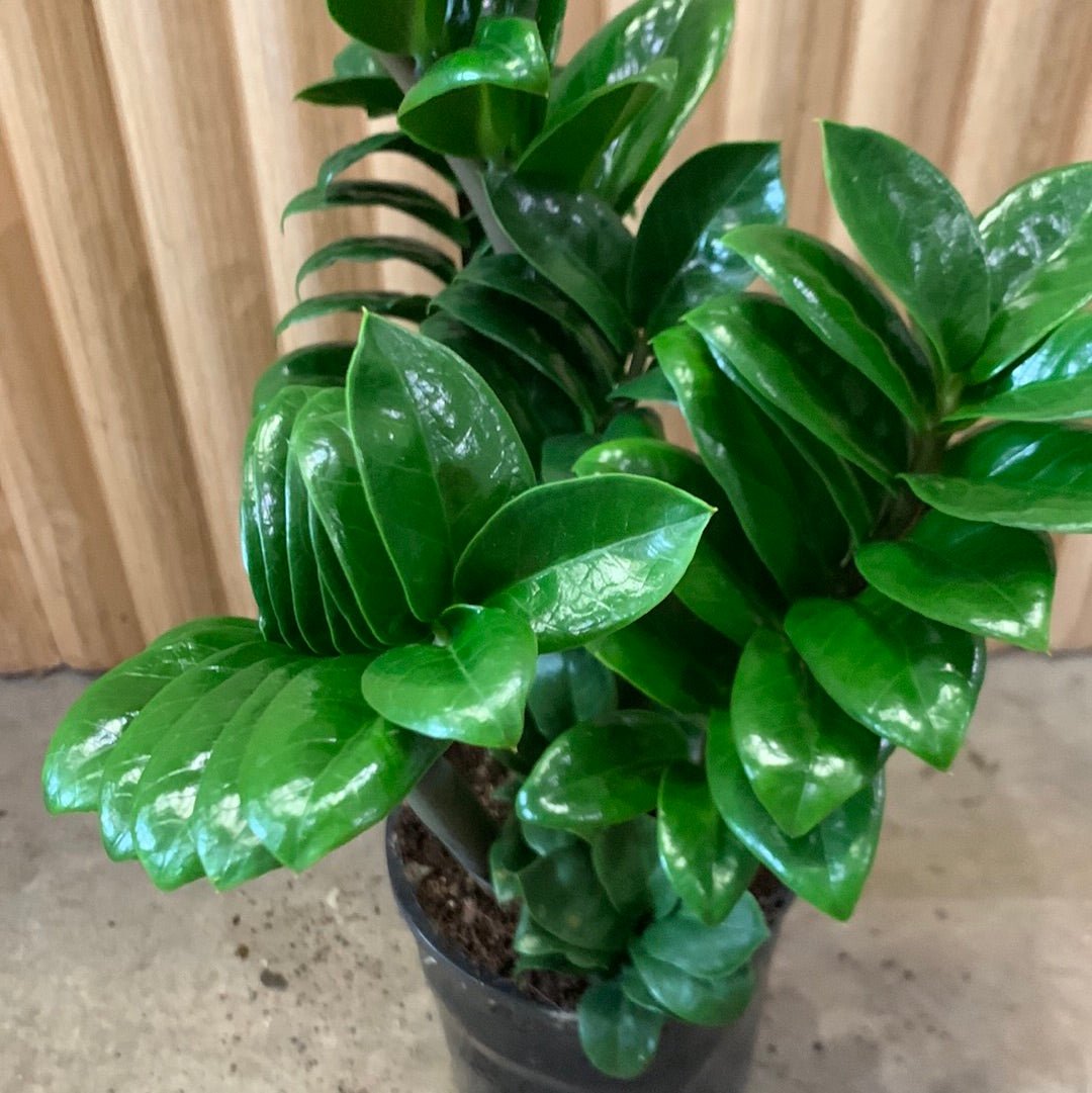 Buy Zanzibar Zenzii Dwarf 14cm pot