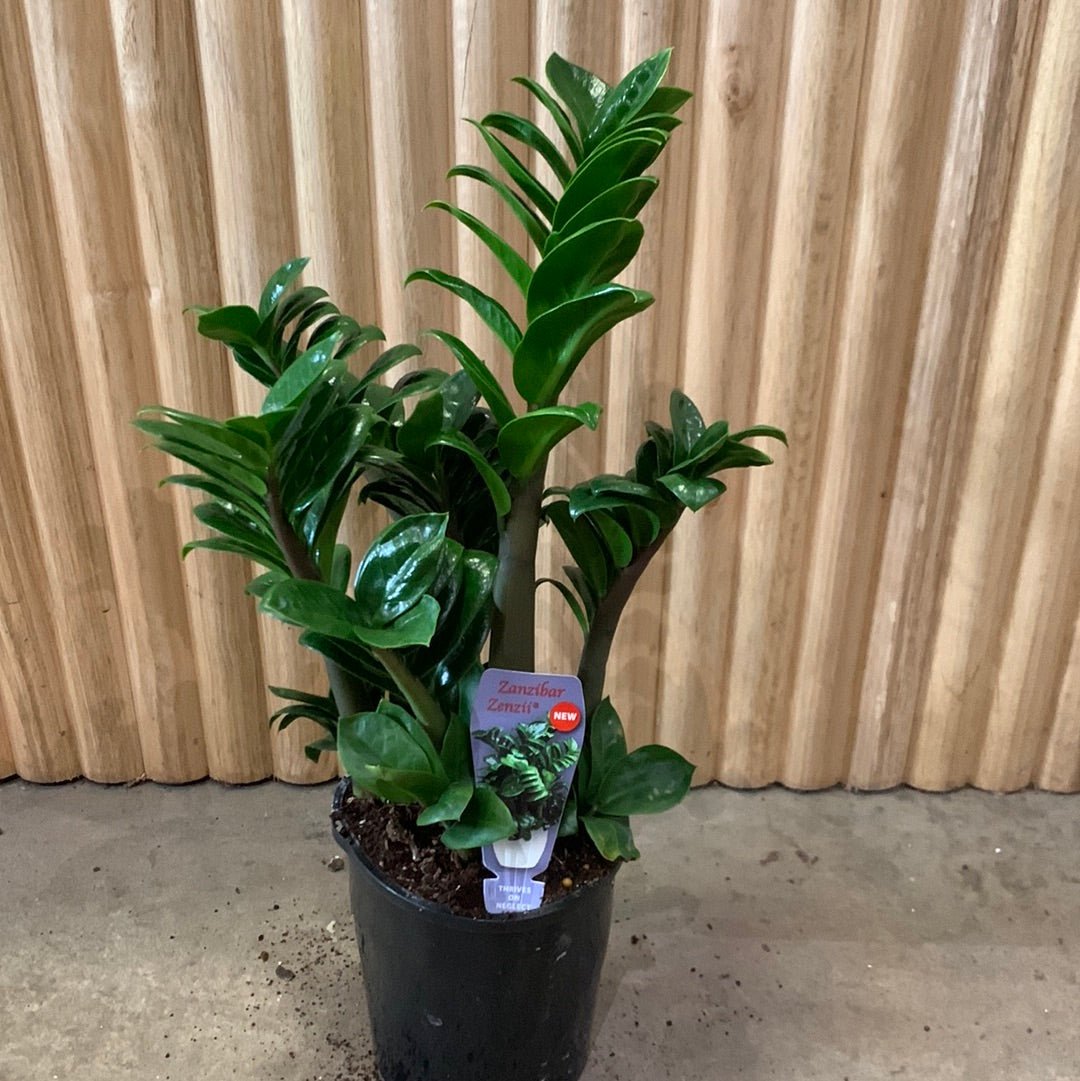 zanzibar succulent Buy Zanzibar Zenzii Dwarf 14cm pot