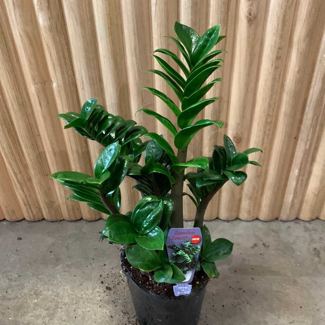 Buy Zanzibar Zenzii Dwarf 14cm pot