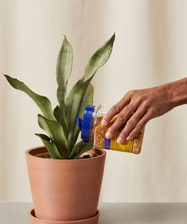 7 Indoor Gardening Supplies To Keep Plants Lush & Healthy - My Jungle Home