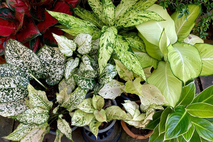 Aglaonema Care - My Jungle Home