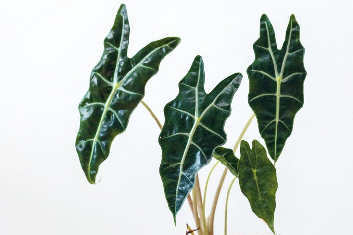 Alocasia Care - My Jungle Home