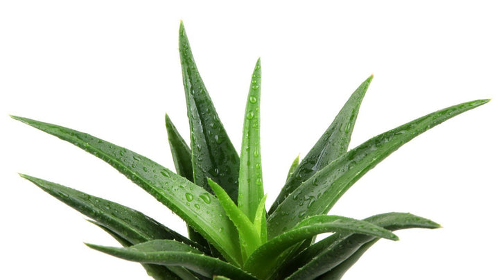 Aloe Vera Care - My Jungle Home