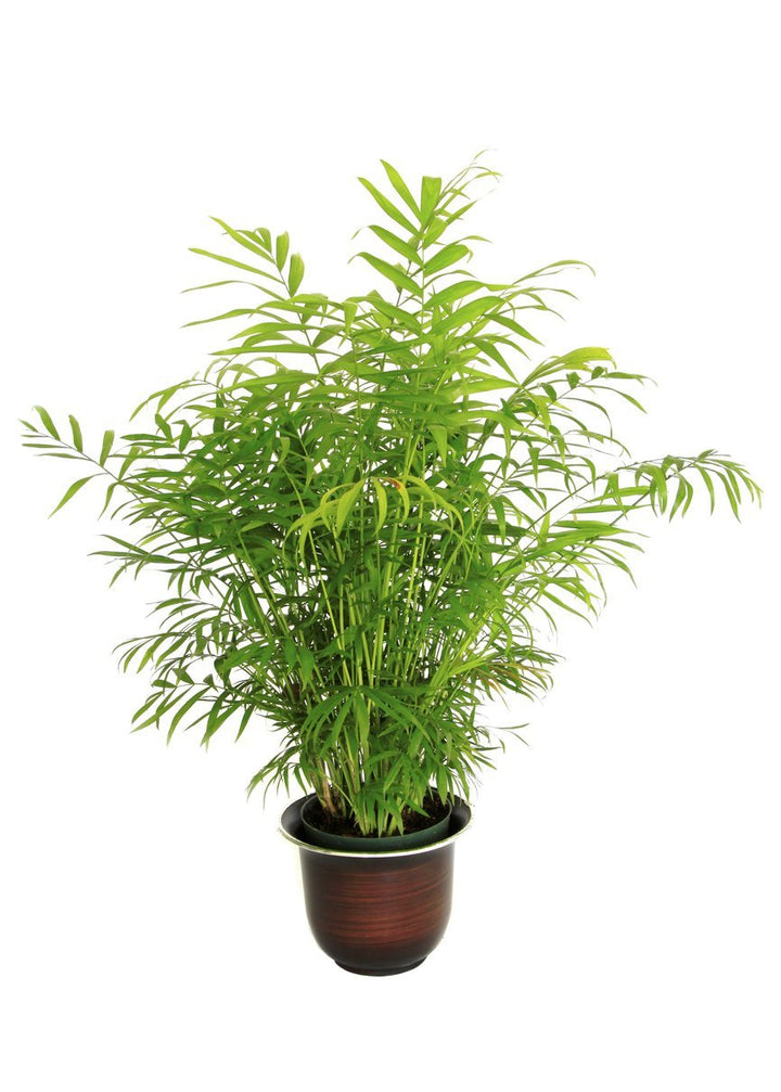 Bamboo Palm Plant Care - My Jungle Home