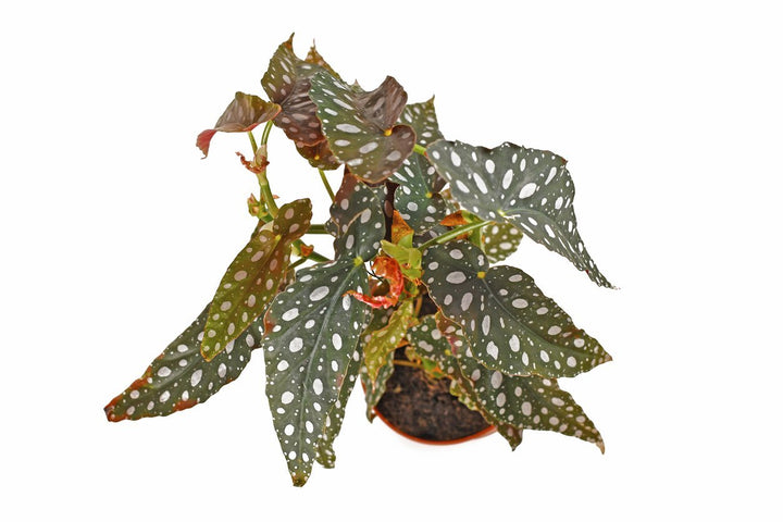 Begonia Care - My Jungle Home