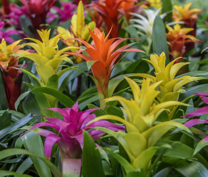 Bromeliad Care - My Jungle Home