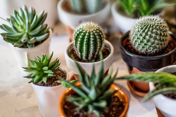 Cactus Care - My Jungle Home