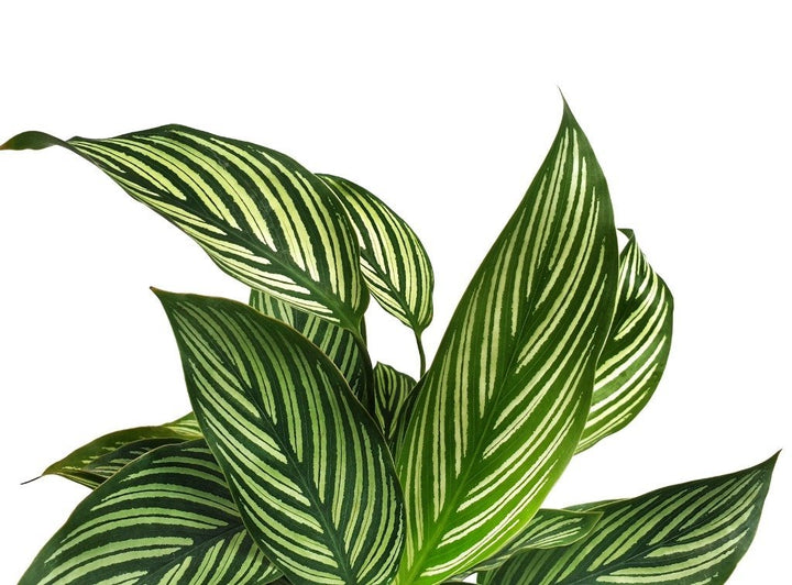 Calathea Freddie Care - My Jungle Home