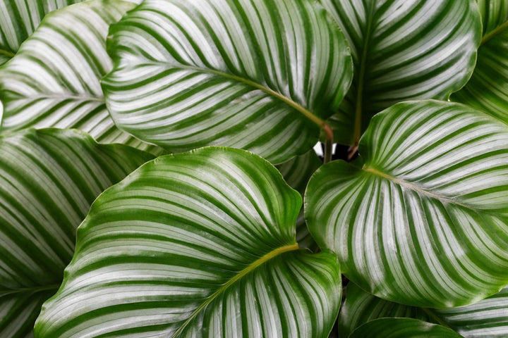 Calathea Orbifolia Care - My Jungle Home