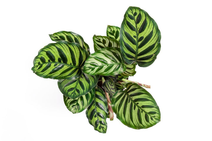 Calathea Peacock Care - My Jungle Home