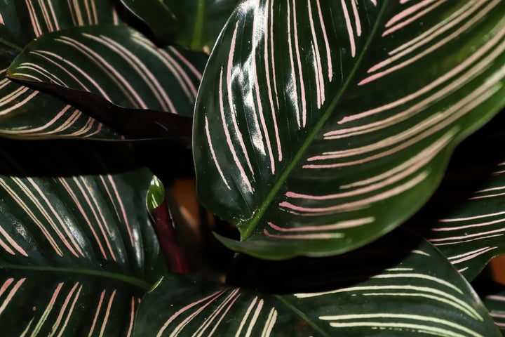 Calathea Pinstripe Care | My Jungle Home - My Jungle Home