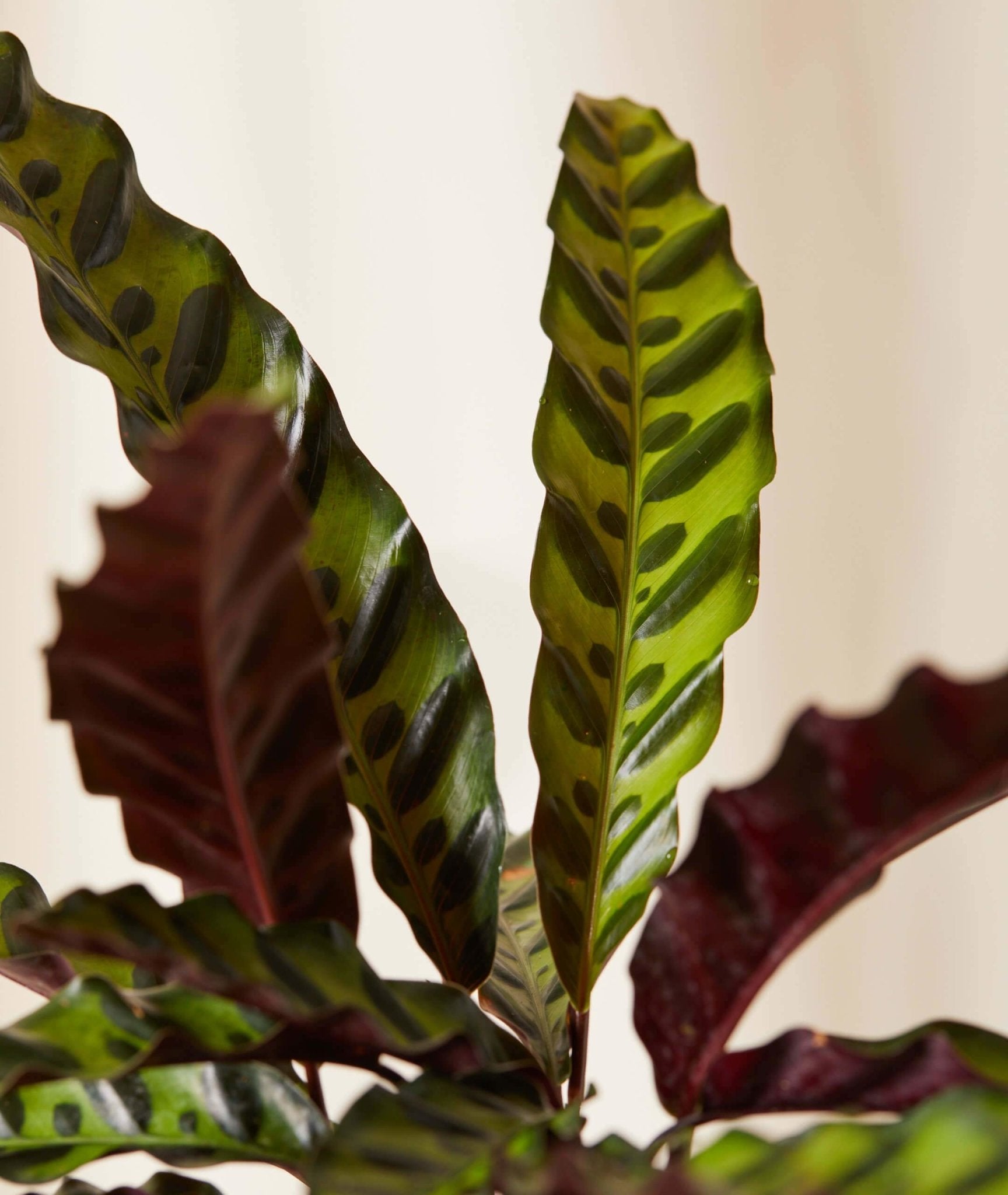 Calathea Rattlesnake Care My Jungle Home