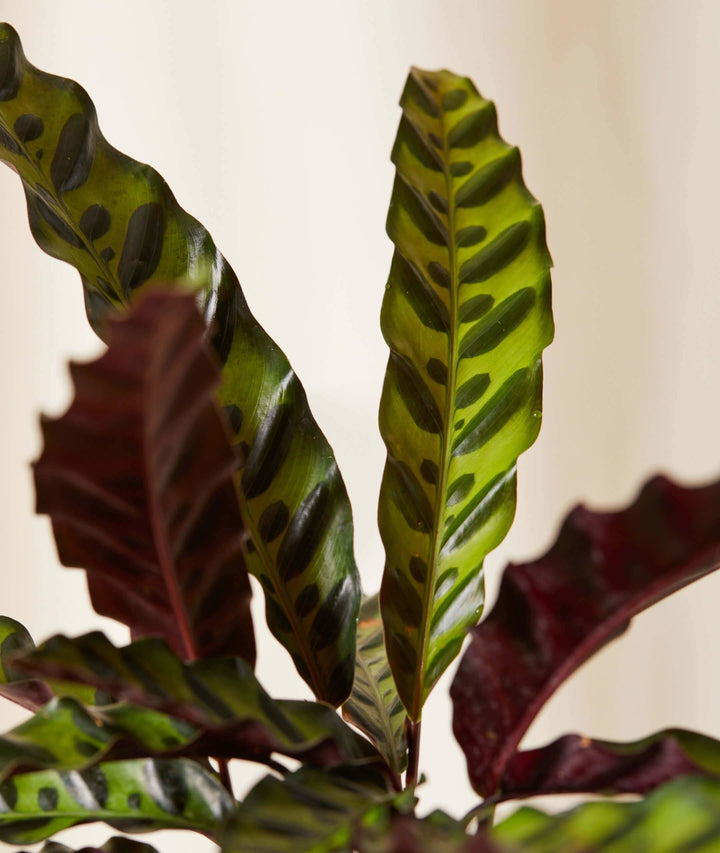 Calathea Rattlesnake Care - My Jungle Home