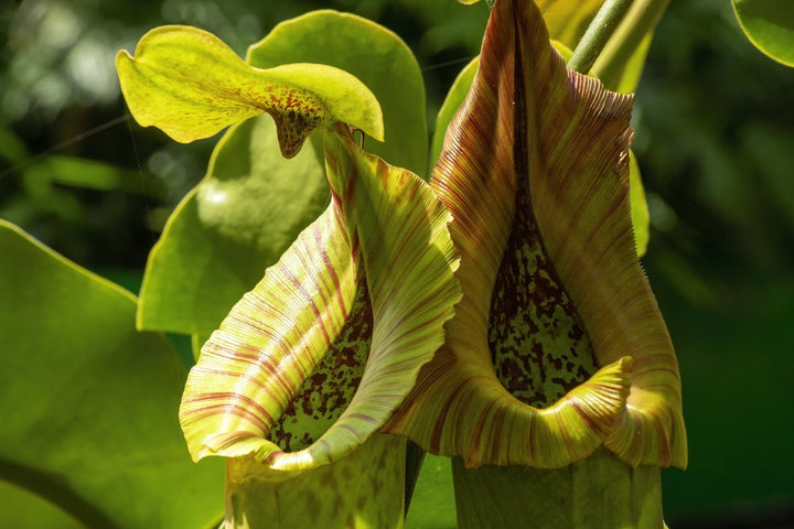 Carnivorous Trumpet Pitcher Care - My Jungle Home