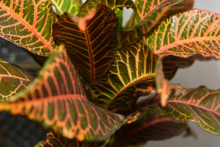 Croton Plant Care - My Jungle Home
