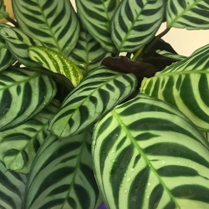 Ctenanthe Plant Care - My Jungle Home