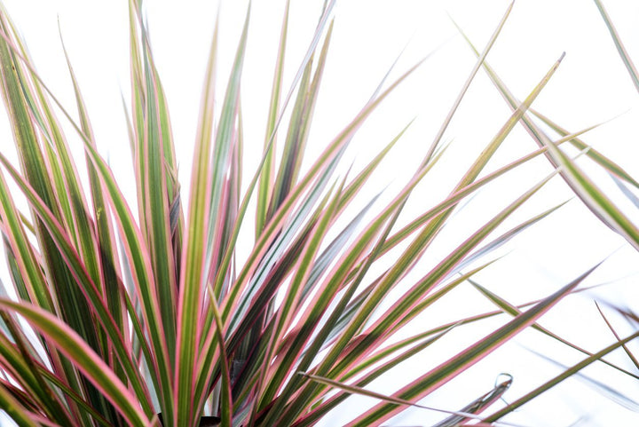 Dracaena Marginata Plant Care - My Jungle Home