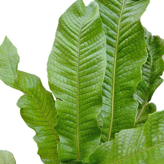 Fern - Crocodile Plant Care - My Jungle Home