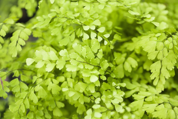 Fern - Maidenhair Plant Care - My Jungle Home
