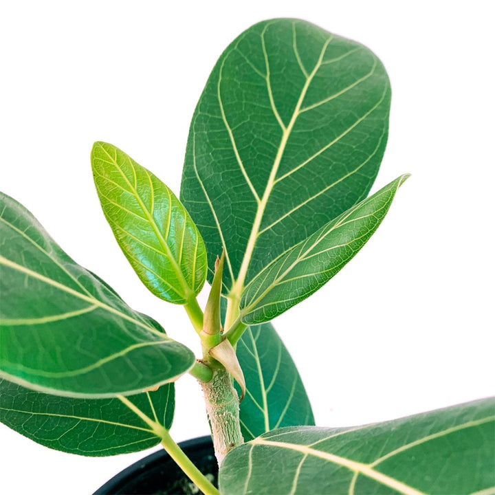 Ficus Audrey Plant Care - My Jungle Home