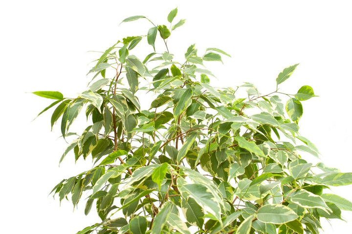 Ficus Benjamina Plant Care - My Jungle Home