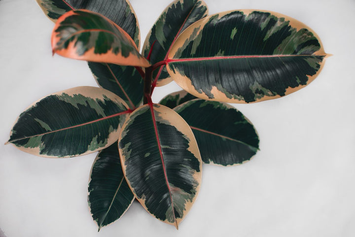Ficus Ruby Rubber Plant Care - My Jungle Home