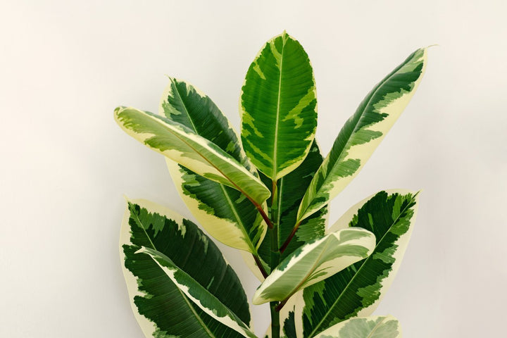 Ficus Tineke Rubber Plant Care - My Jungle Home
