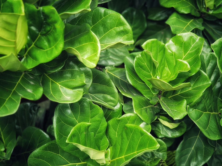 Fiddle Leaf Fig - My Jungle Home