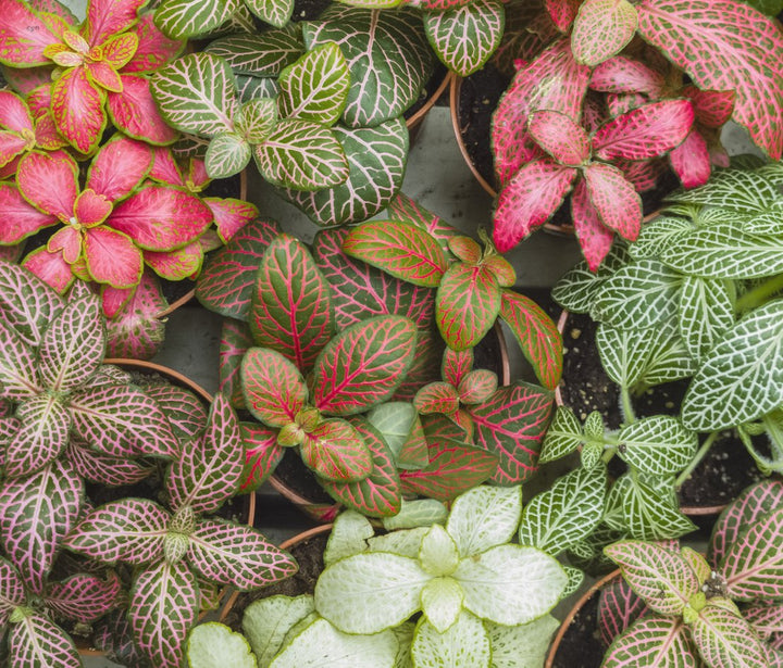 Fittonia Plant Care - My Jungle Home