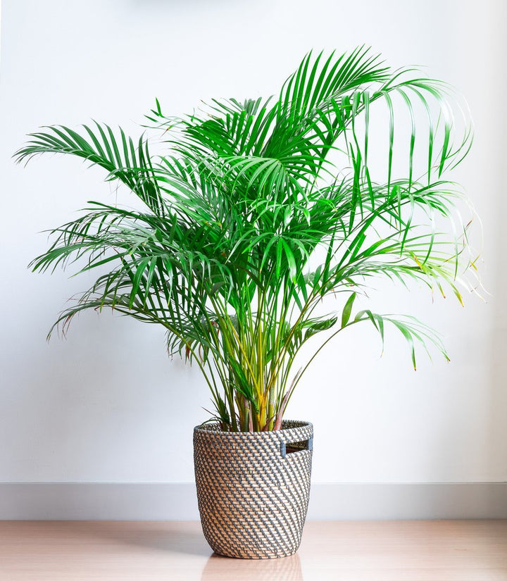 Golden Cane Palm Plant Care - My Jungle Home